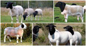 Description et caractéristiques des moutons dorper, caractéristiques de leur entretien