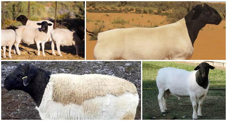 dorper sheep breed