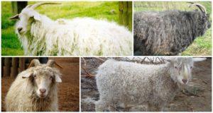 Top 8 downy goat breeds, their characteristics and comparison