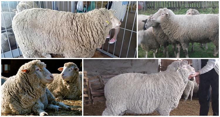 prekos breed of sheep