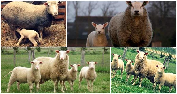 prekos breed of sheep