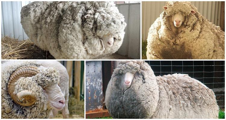 Suffolk Meat-Wool Sheep