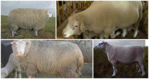 Description and characteristics of sheep of the Tashlin breed, maintenance rules