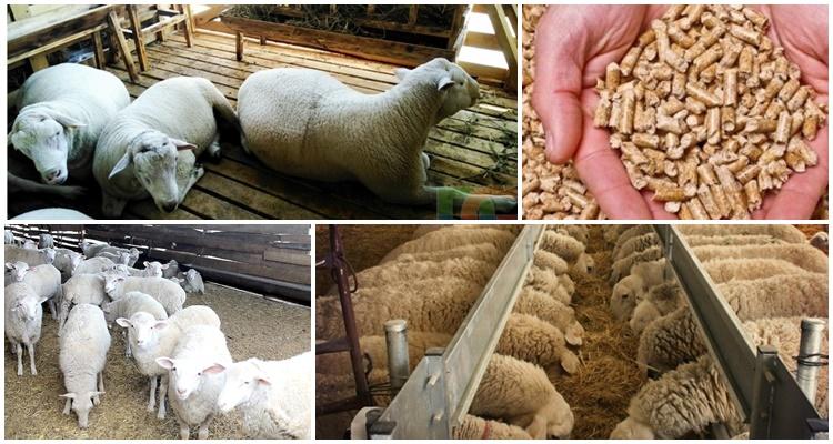 alimentation des moutons