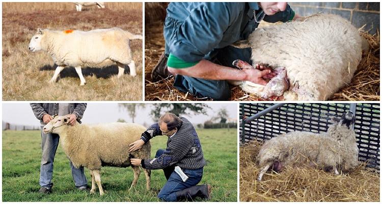 pregnant sheep