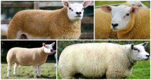 Description and characteristics of Texel sheep, housing conditions and care