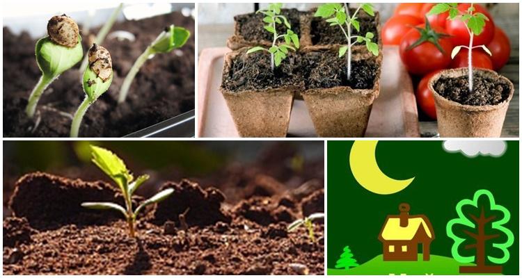 lunar sowing calendar for 2021