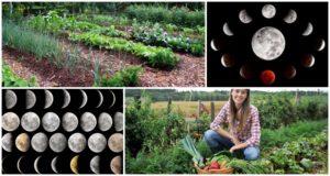 Recomendaciones para jardineros para 2021 según el calendario de siembra lunar