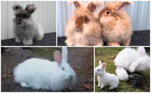 Popular breeds of downy rabbits, rules for their maintenance and care