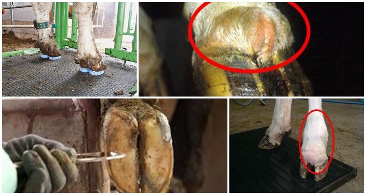 cow hoof rot