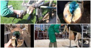 Hoof rot symptoms and treatment of cattle from biting midge at home