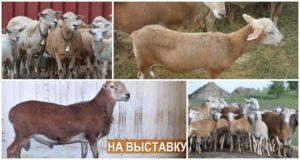 Description and characteristics of the sheep of the Katum breed, features of the content