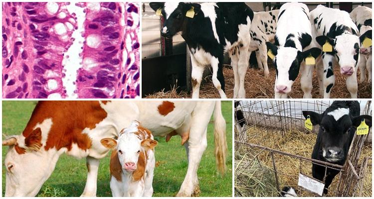 cryptosporidiosis of calves