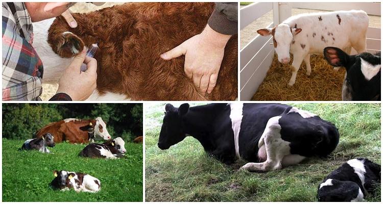 cryptosporidiosis of calves