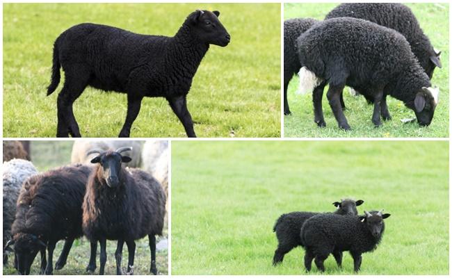 Karachai breed of sheep