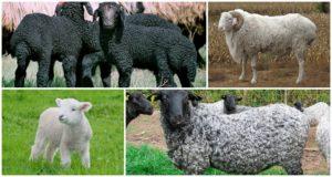 Description and characteristics of Karakul sheep, breeding rules