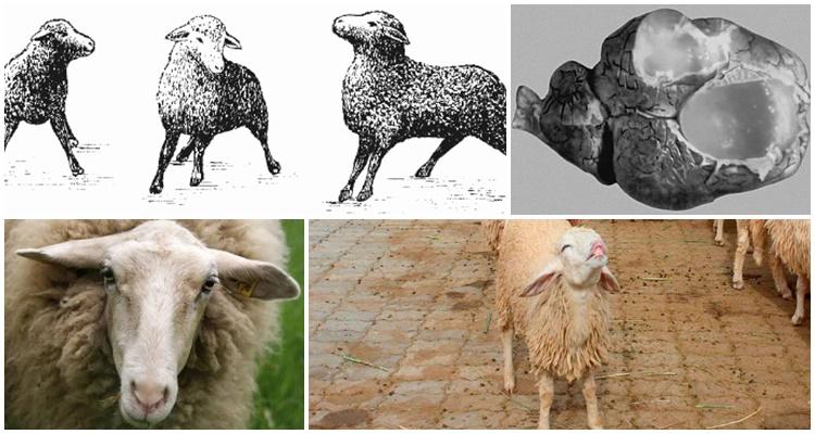 coenurosis of sheep