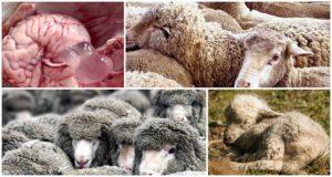 Symptoms and signs of coenurosis in sheep, treatment methods and prevention