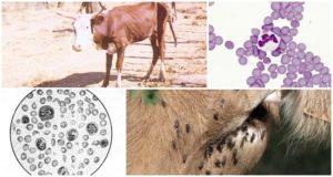 Symptoms of anaplasmosis in cattle and diagnosis, methods of treatment and prevention