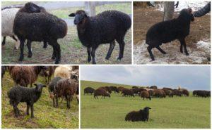 Description et caractéristiques des moutons de la race Karachai, règles d'entretien