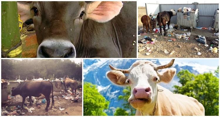 la vache a mangé le sac en plastique