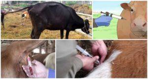 Causes of infection and symptoms of babesiosis in cattle, methods of treatment and prevention