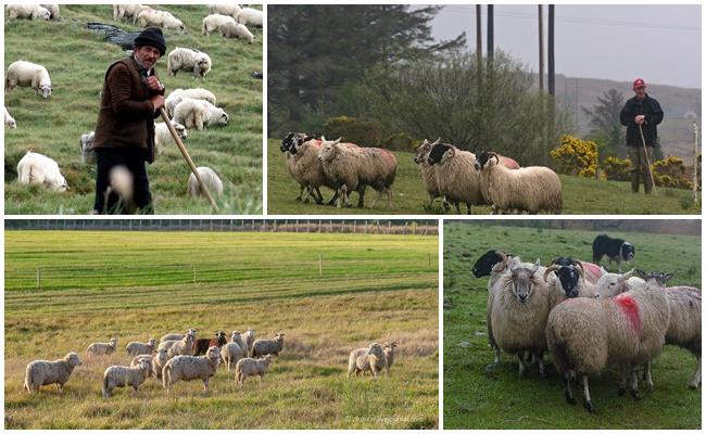 faire paître des moutons