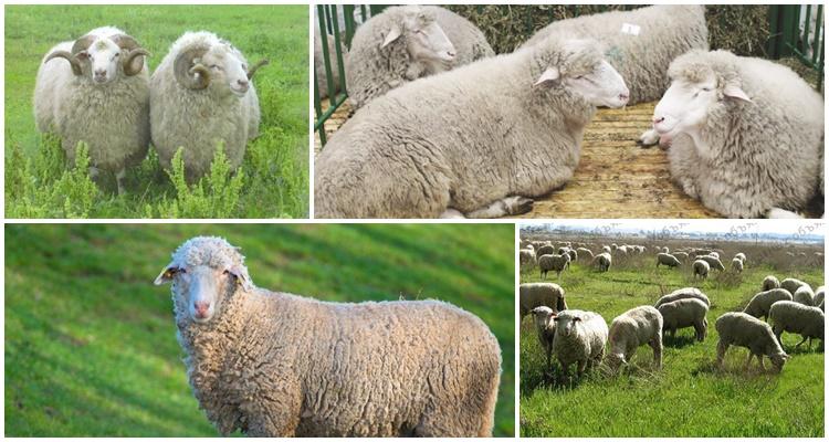 Qigai breed of sheep