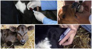 Why can a calf grind its teeth and treatment methods?