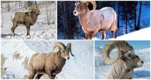 Stanište i fitness karakteristike bighorn ovaca, što jedu