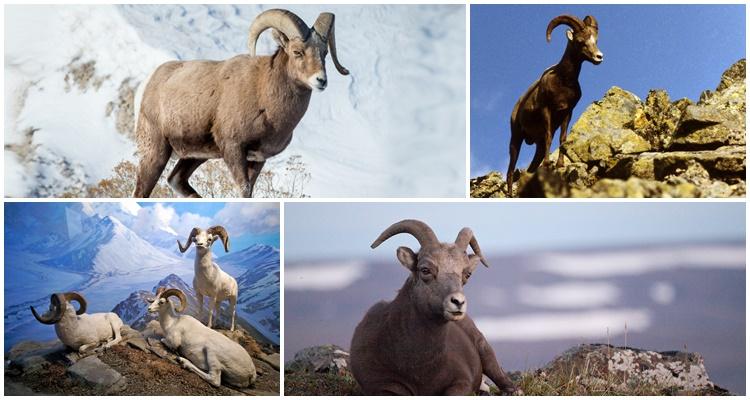 mouflon d'Amérique