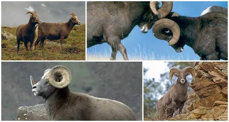 bighorn sheep