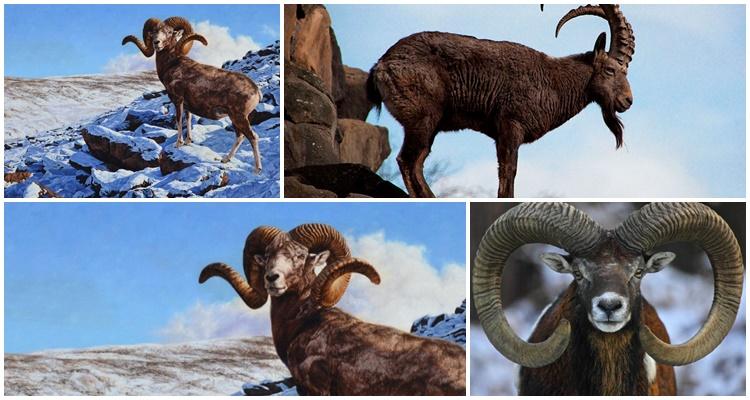 Mountain sheep