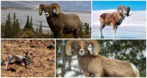 The name of mountain sheep and what they look like, where they live and what they eat