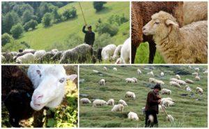 Rules and norms for grazing sheep per hectare, how much grass is eaten per hour