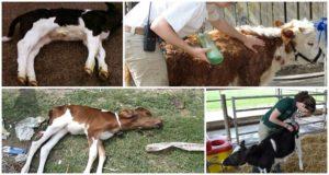 Signs of white muscle disease in calves and home treatment