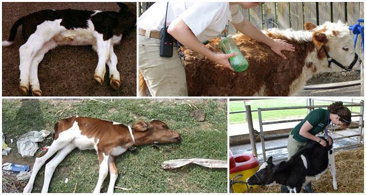 calf treatment