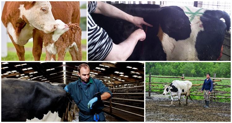 tratamiento de vacas