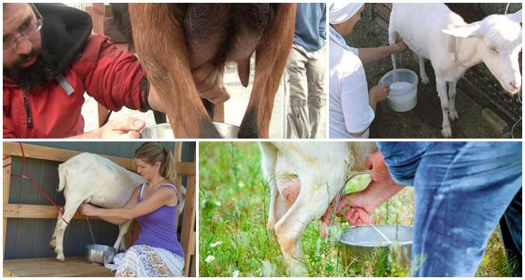 milking a goat