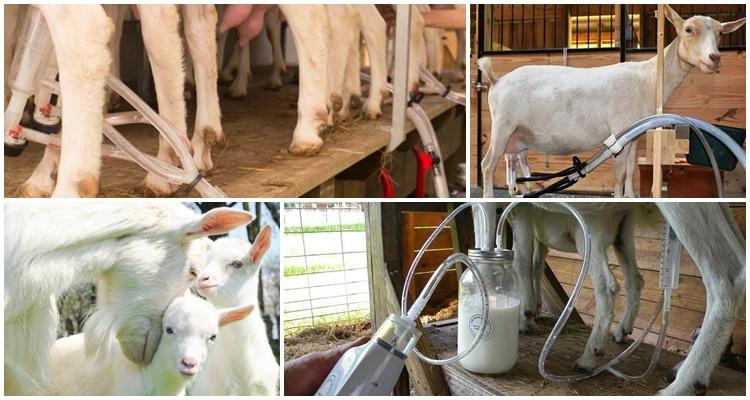 milking a goat