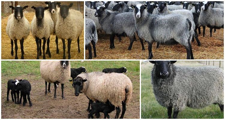 Romanov breed of sheep