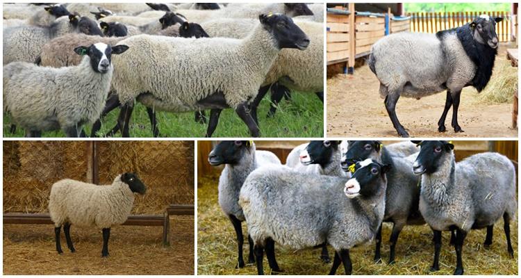 Romanov breed of sheep