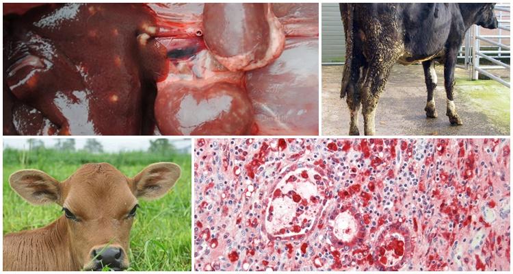 bovine coccidiosis