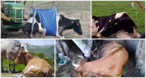 How to raise a cow without a winch after laying down, symptoms and treatment