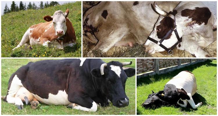 comment soulever une vache après avoir pondu sans treuil