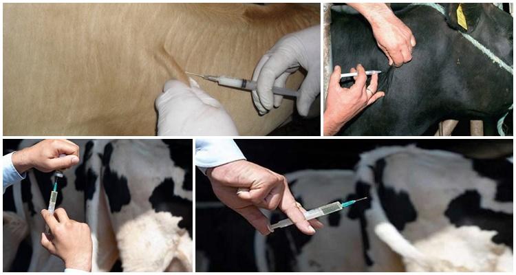 cattle vaccine