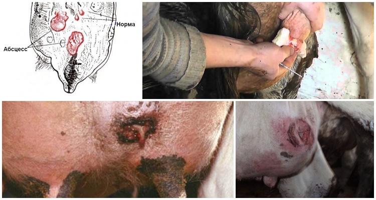 Udder abscess