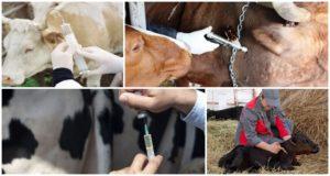 Scheme and schedule of cattle vaccination from birth, what vaccinations are given to animals