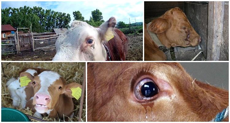 watery eyes of a calf