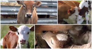 What to do if the calf does not eat or drink and how to feed the young correctly